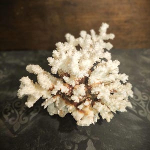 Natural White Coral Tree: Coastal Home Decor (1098 g)