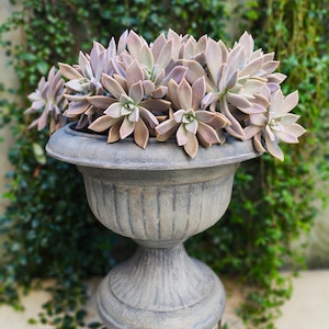 May include: A cluster of pale lavender and light pink succulent plants with pointed, fleshy leaves arranged in a rosette pattern, potted in a weathered, grey, fluted pedestal planter with a wide rim and a sturdy, circular base.