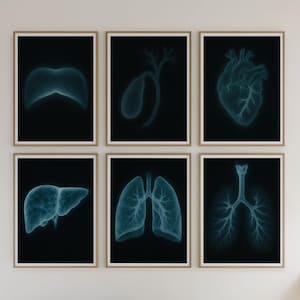X-Ray Anatomy Poster Set of 6 : Medical Wall Art (Digital Download)