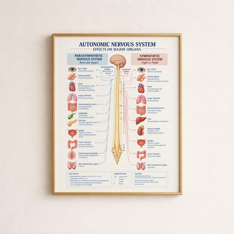 Parasympathetic Nervous System Poster : Educational Medical Chart ...