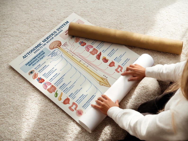 Parasympathetic Nervous System Poster : Educational Medical Chart ...