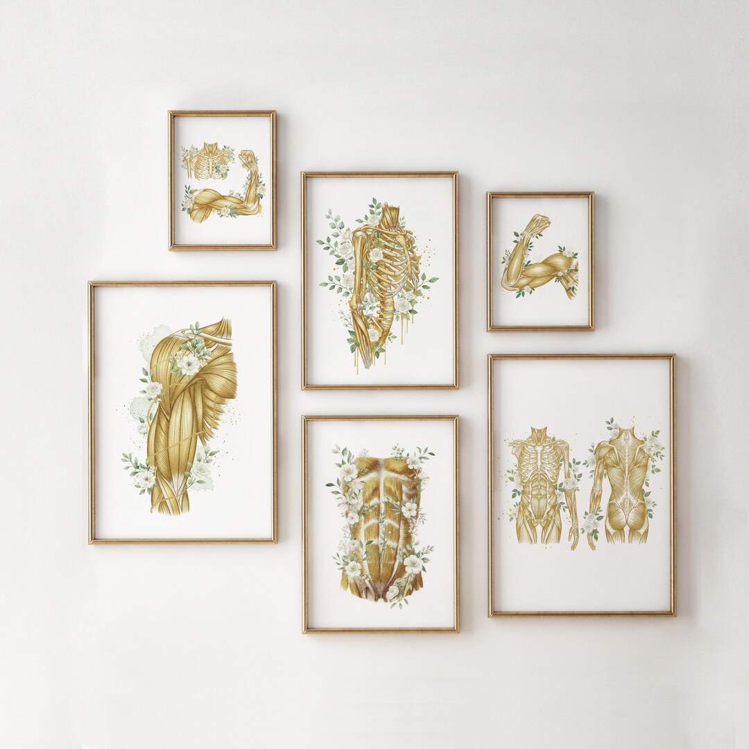 Muscular System Poster Set of 6 : Gold Floral Human Anatomy Wall Art ...
