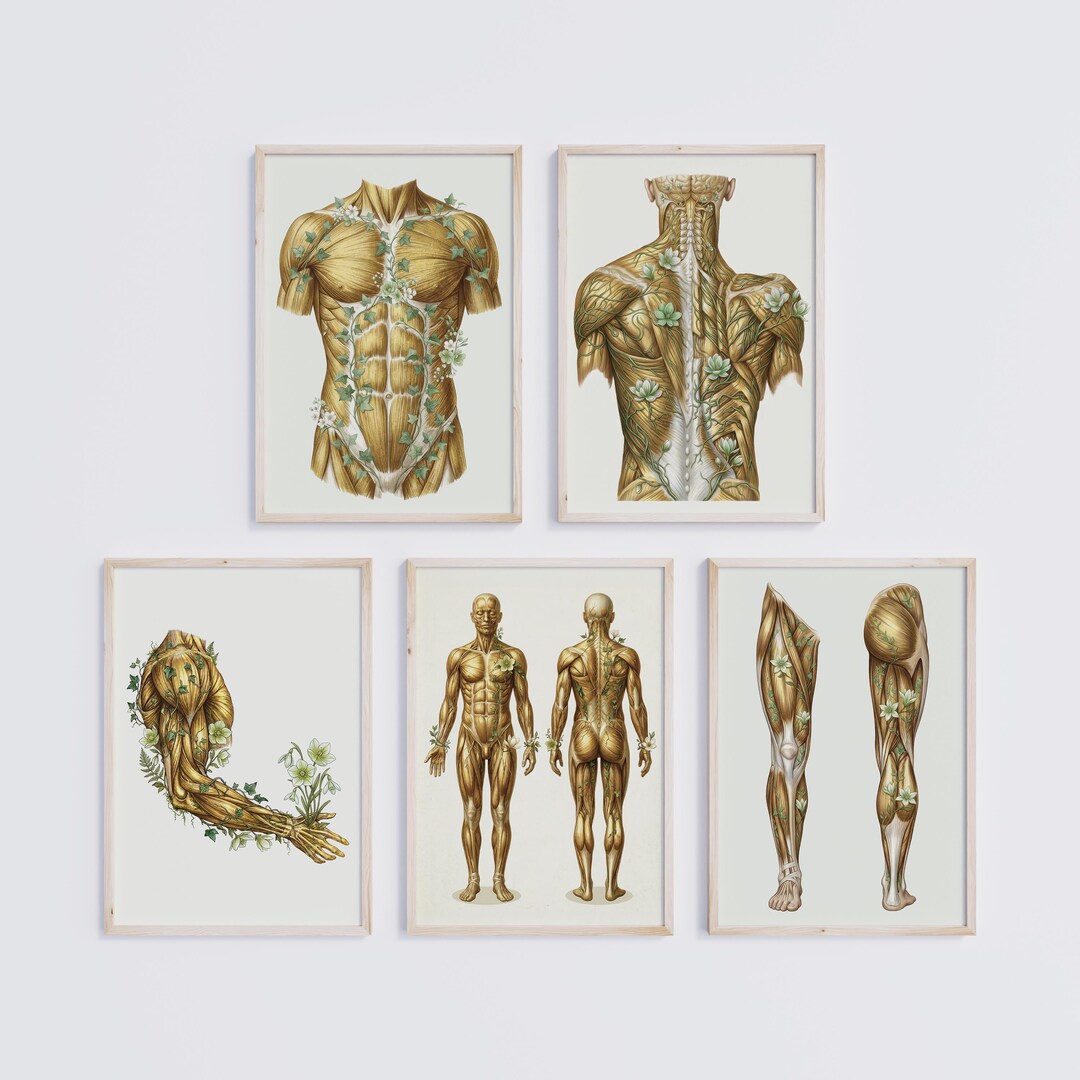 Gold Human Anatomy Wall Art Set of 5 : Floral Muscular System Poster ...