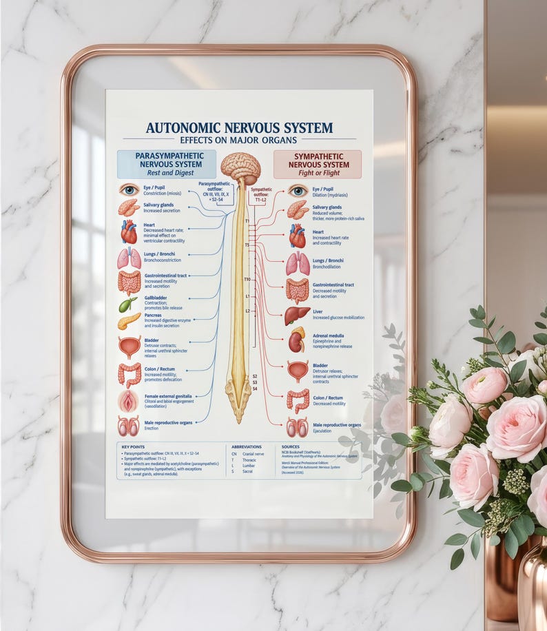 Parasympathetic Nervous System Poster : Educational Medical Chart ...
