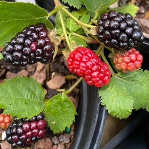 Puede incluir: Una planta de moras en un recipiente negro que presenta varios racimos de bayas en diversas etapas de maduraci&oacute;n. Los frutos var&iacute;an de negro intenso a rojo brillante y rosa claro, junto a hojas verdes dentadas y tallos le&ntilde;osos.