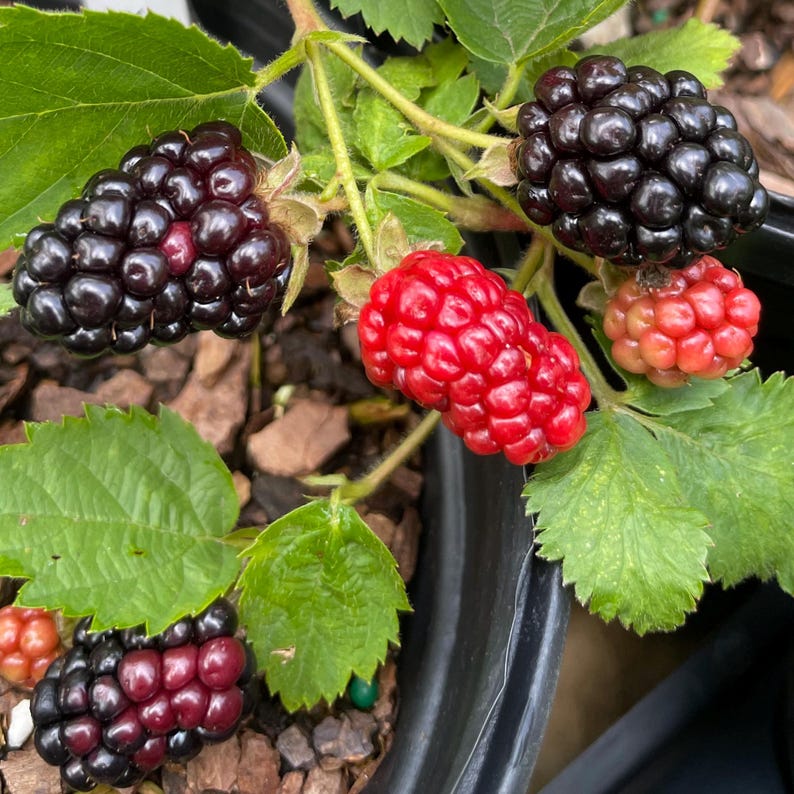 Puede incluir: Una planta de moras en un recipiente negro que presenta varios racimos de bayas en diversas etapas de maduraci&oacute;n. Los frutos var&iacute;an de negro intenso a rojo brillante y rosa claro, junto a hojas verdes dentadas y tallos le&ntilde;osos.