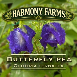 May include: Two vibrant deep blue butterfly pea flowers with white centers and water droplets on the petals. The text HARMONY FARMS appears at the top, with BUTTERFLY PEA and CLITORIA TERNATEA printed in white text below the flowers.