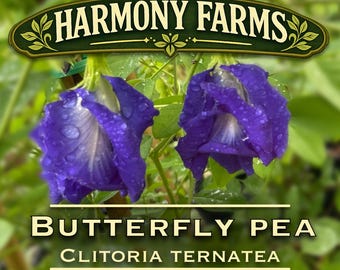 May include: Two vibrant deep blue butterfly pea flowers with white centres and water droplets on the petals. The text HARMONY FARMS appears at the top, with BUTTERFLY PEA and CLITORIA TERNATEA printed in white text below the flowers.