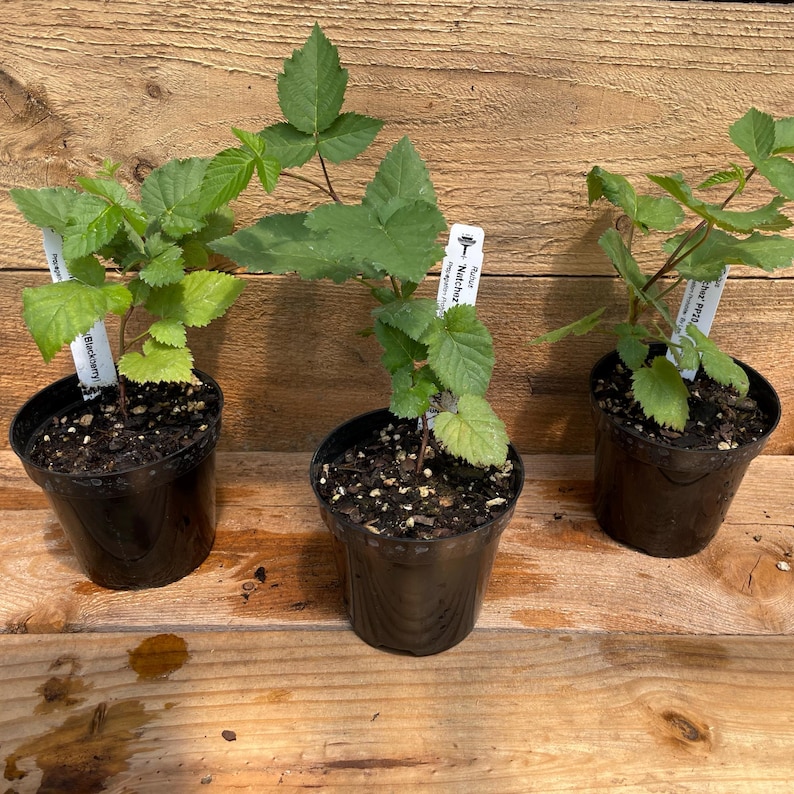 Mora / NATCHEZ / Sin espinas / Planta viva en maceta imagen 3