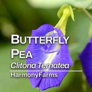Blue Butterfly Pea | ONE GALLON LIVE Plant | Clitoria ternatea | Edible Flowers & Natural Blue Dye