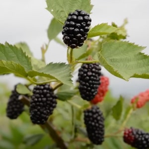 Puede incluir: Un racimo de moras negras maduras y varias moras rojas inmaduras que crecen en una rama con hojas verdes dentadas. Los frutos alargados y rugosos cuelgan de tallos finos, mostrando una mezcla de bayas maduras y en proceso de desarrollo.
