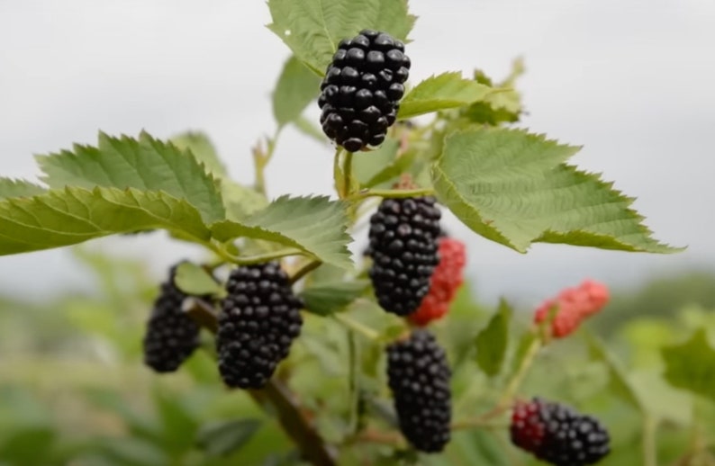 Puede incluir: Un racimo de moras negras maduras y varias moras rojas inmaduras que crecen en una rama con hojas verdes dentadas. Los frutos alargados y rugosos cuelgan de tallos finos, mostrando una mezcla de bayas maduras y en proceso de desarrollo.