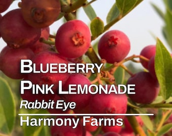 Pink Lemonade Blueberry | Vaccinium ‘Pink Lemonade’ | LIVE Potted PLANT