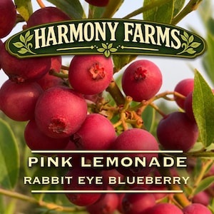 May include: A cluster of round pink berries on a green leafy branch. A dark green banner at the top reads HARMONY FARMS. Below the berries, text in a cream-colored font reads PINK LEMONADE RABBIT EYE BLUEBERRY, framed by two horizontal lines.