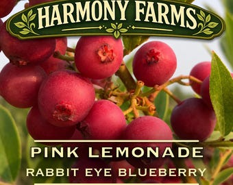 Pink Lemonade Blueberry Plant | Rabbiteye Variety | Live Potted Plant