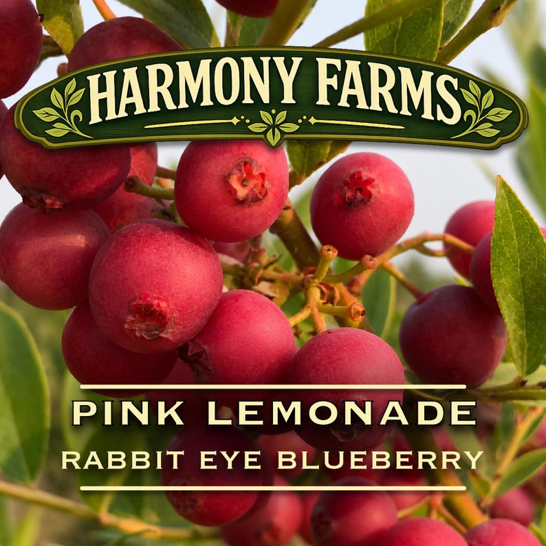 May include: A cluster of round pink berries on a green leafy branch. A dark green banner at the top reads HARMONY FARMS. Below the berries, text in a cream-colored font reads PINK LEMONADE RABBIT EYE BLUEBERRY, framed by two horizontal lines.