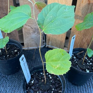 May include: Three small potted plants with green leaves. The plant in the centre has a tag that reads "Common Name:  Shetani Berry Bush".