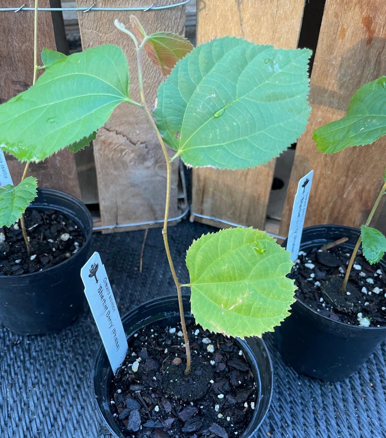 May include: Three small potted plants with green leaves. The plant in the centre has a tag that reads "Common Name:  Shetani Berry Bush".