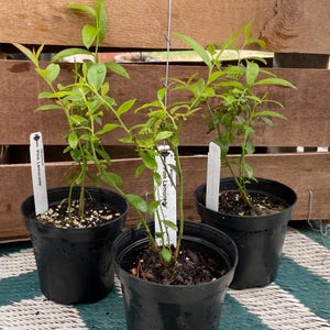 May include: Three young Pink Lemonade blueberry plants in black plastic pots. Each plant has vibrant green leaves and a white plastic plant marker labeled Vaccinium Pink Lemonade inserted into the dark, moist soil within the containers.