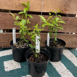 Pink Lemonade Blueberry Plant | Rabbiteye Variety | Live Potted Plant image 4