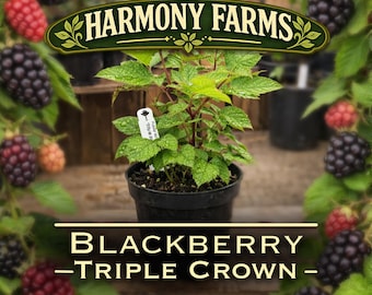 May include: A Triple Crown blackberry plant in a black plastic pot with green leaves and a white plant tag. The image features the text HARMONY FARMS at the top and BLACKBERRY TRIPLE CROWN at the bottom, framed by clusters of ripe and unripe blackberries.