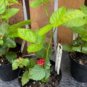 Puede incluir: Una planta joven de mora Rubus Natchez en una maceta de pl&aacute;stico negra con hojas verdes dentadas cubiertas de gotas de agua. Una mora roja inmadura es visible en el tallo, acompa&ntilde;ada de una etiqueta blanca de identificaci&oacute;n de planta.