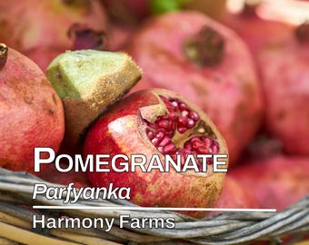 Pomegranate | &#39;Parfyanka&#39; | Punica granatum LIVE PLANT