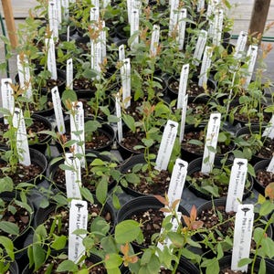 May include: A collection of young Vaccinium Pink Lemonade blueberry plants in black plastic nursery pots. Each plant features green leaves with reddish-tinted new growth and a white plant marker labeled Vaccinium Pink Lemonade Blueberry.