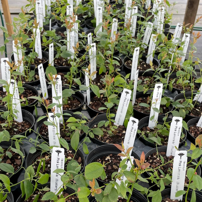 May include: A collection of young Vaccinium Pink Lemonade blueberry plants in black plastic nursery pots. Each plant features green leaves with reddish-tinted new growth and a white plant marker labeled Vaccinium Pink Lemonade Blueberry.