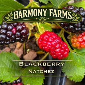 Puede incluir: Una planta de moras Natchez con racimos de bayas de color p&uacute;rpura oscuro y rojo brillante entre hojas verdes. Una pancarta verde oscuro en la parte superior muestra el texto HARMONY FARMS, mientras que el texto BLACKBERRY NATCHEZ aparece en el centro.
