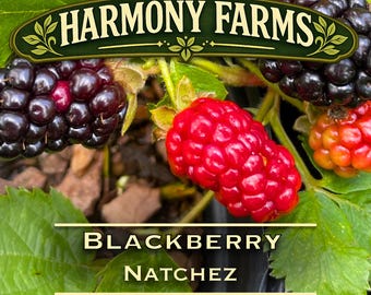 May include: A Natchez blackberry plant featuring clusters of dark purple and bright red berries among green leaves. A dark green banner at the top displays the text HARMONY FARMS, while the text BLACKBERRY NATCHEZ appears in the center.