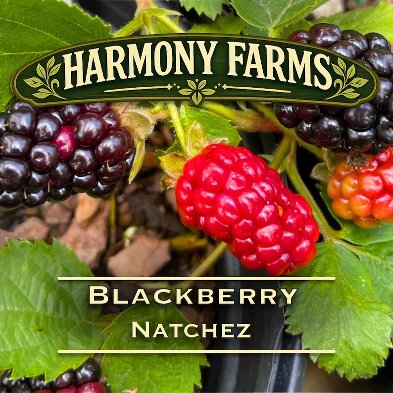 Puede incluir: Una planta de moras Natchez con racimos de bayas de color p&uacute;rpura oscuro y rojo brillante entre hojas verdes. Una pancarta verde oscuro en la parte superior muestra el texto HARMONY FARMS, mientras que el texto BLACKBERRY NATCHEZ aparece en el centro.