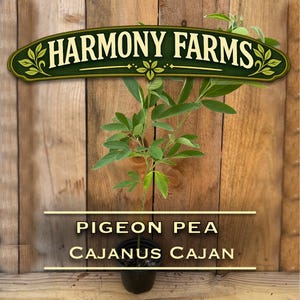 May include: A young Pigeon Pea plant, scientifically known as Cajanus Cajan, potted in a black container. The plant features slender green stems and trifoliate leaves. A sign above reads HARMONY FARMS, and text below identifies the plant.