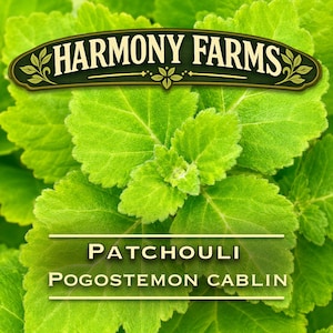 May include: A vibrant green patchouli plant with serrated leaves. A dark green banner at the top displays the text HARMONY FARMS in white. Below, a second banner features the text PATCHOULI and POGOSTEMON CABLIN in white capital letters.