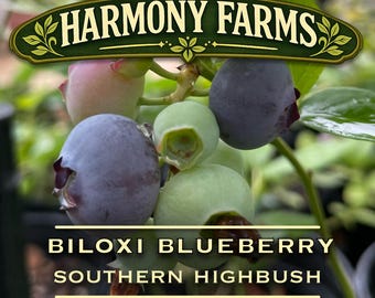 Biloxi Blueberry | Low Chill | Vaccinium virgatum |  ‘Biloxi’ | LIVE PLANT