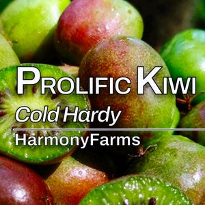 Prolific Kiwi | Cold-Hardy | Self-Fertile Vine | Live Potted Plant | Sweet, Smooth-Skinned Fruit