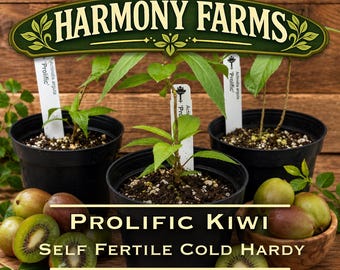 Prolific Kiwi | Cold-Hardy | Self-Fertile Vine | Live Potted Plant | Sweet, Smooth-Skinned Fruit