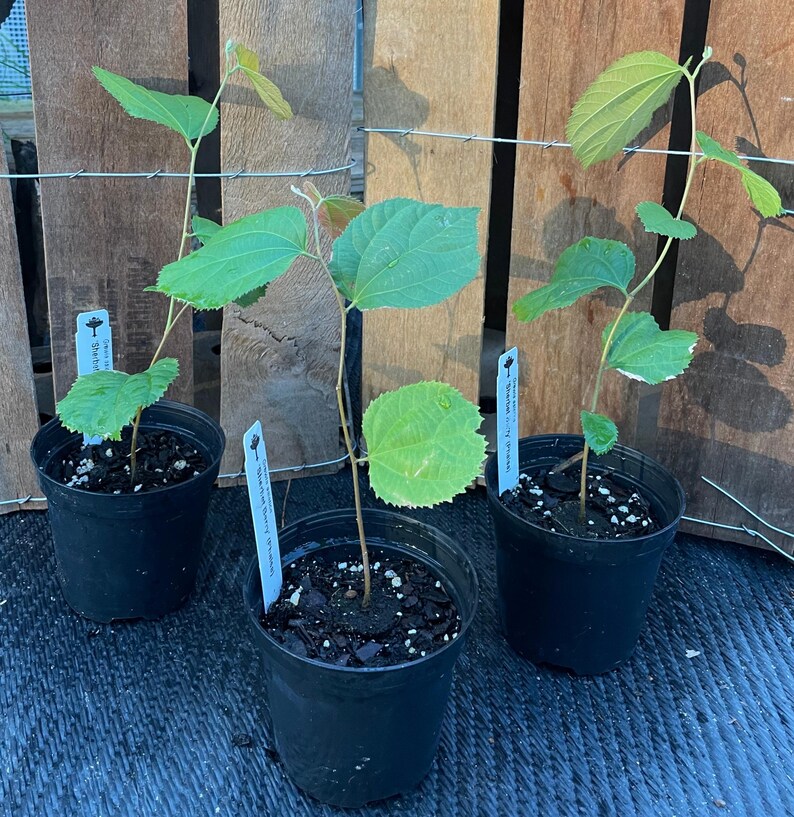 May include: Three small potted plants with green leaves and white labels. The labels have text that reads "Blackberry - Thornless - 1-2 Years Old" and "Blackberry - Thornless - 1-2 Years Old".
