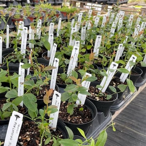 Pink Lemonade Blueberry Plant | Rabbiteye Variety | Live Potted Plant image 6