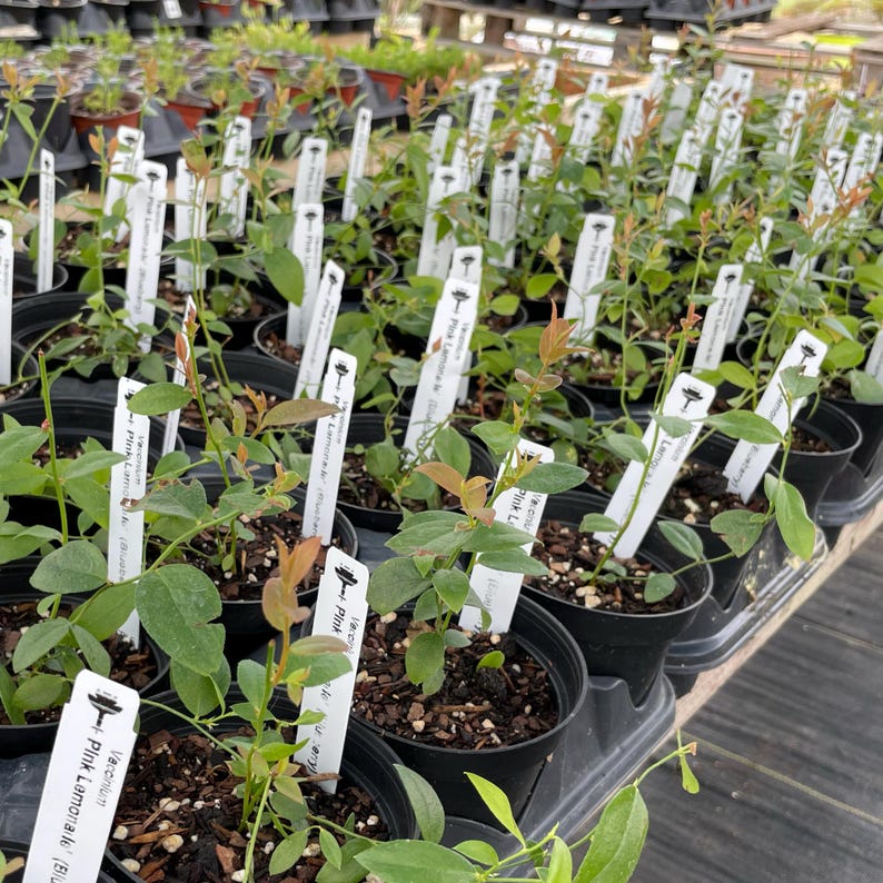 Pink Lemonade Blueberry Plant | Rabbiteye Variety | Live Potted Plant image 6