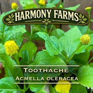 May include: A vibrant green Acmella oleracea plant featuring bright yellow, cone-shaped flower heads. A dark green banner at the top displays the text HARMONY FARMS, while the lower section includes the text TOOTHACHE ACMELLA OLERACEA.