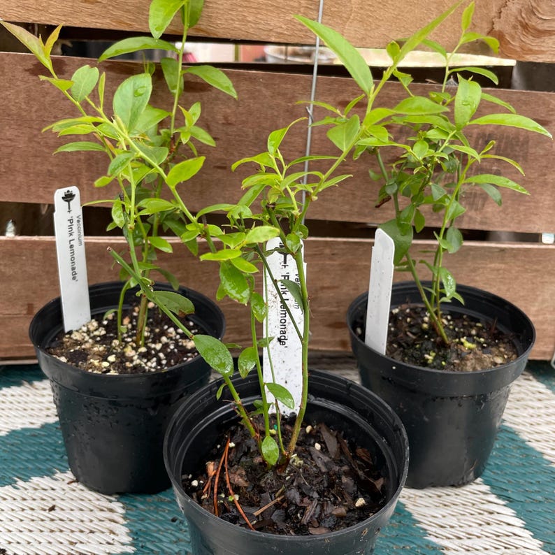 May include: Three small Vaccinium Pink Lemonade blueberry plants in black plastic pots. Each plant features bright green leaves and a white plant marker with the text Vaccinium Pink Lemonade printed on it, set against a wooden background.