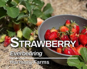 Strawberry | Everbearing | LIVE POTTED PLANT