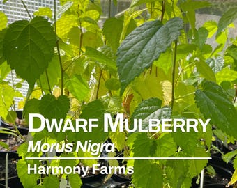 Dwarf Everbearing Mulberry Tree | Morus Nigra | Live Potted Tree