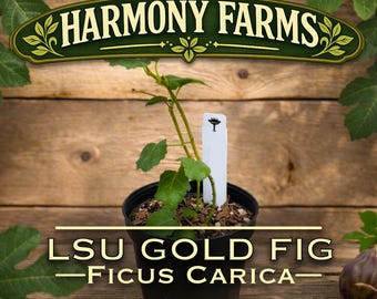May include: A potted LSU Gold Fig plant, Ficus Carica, with green leaves and a white plant tag. The image features the Harmony Farms logo above the plant, set against a wooden background. A ripe fig is visible on the right.