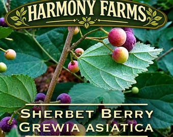 Sherbet Berry Plant | Phalsa | Grewia asiatica | LIVE POTTED Plant