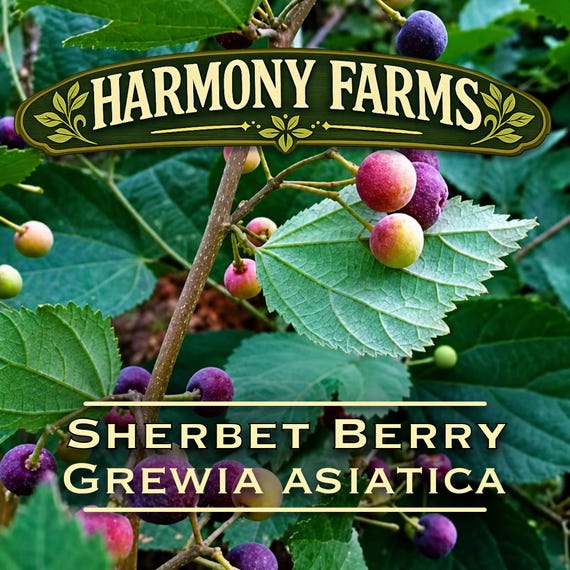 Sherbet Berry Plant | Phalsa | Grewia asiatica | LIVE POTTED Plant