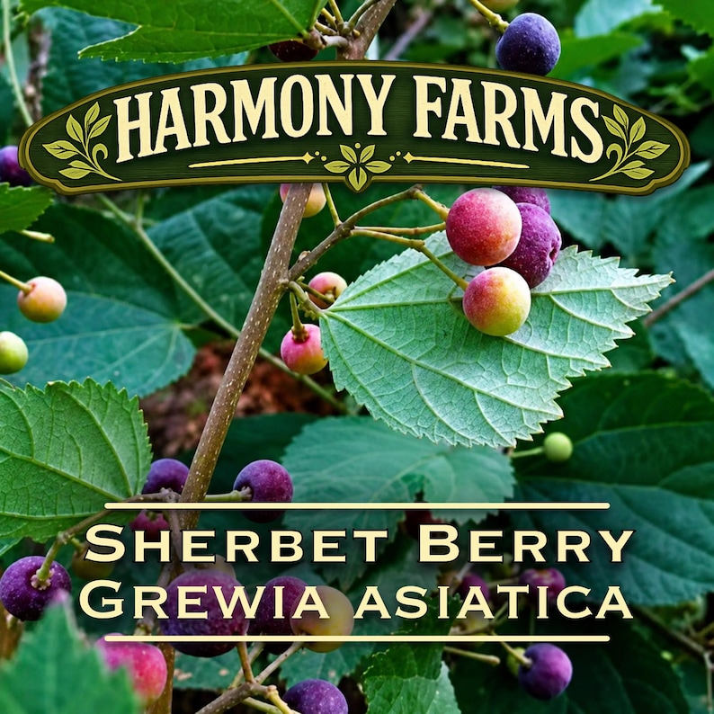 Sherbet Berry Plant | Phalsa | Grewia asiatica | LIVE POTTED Plant image 1