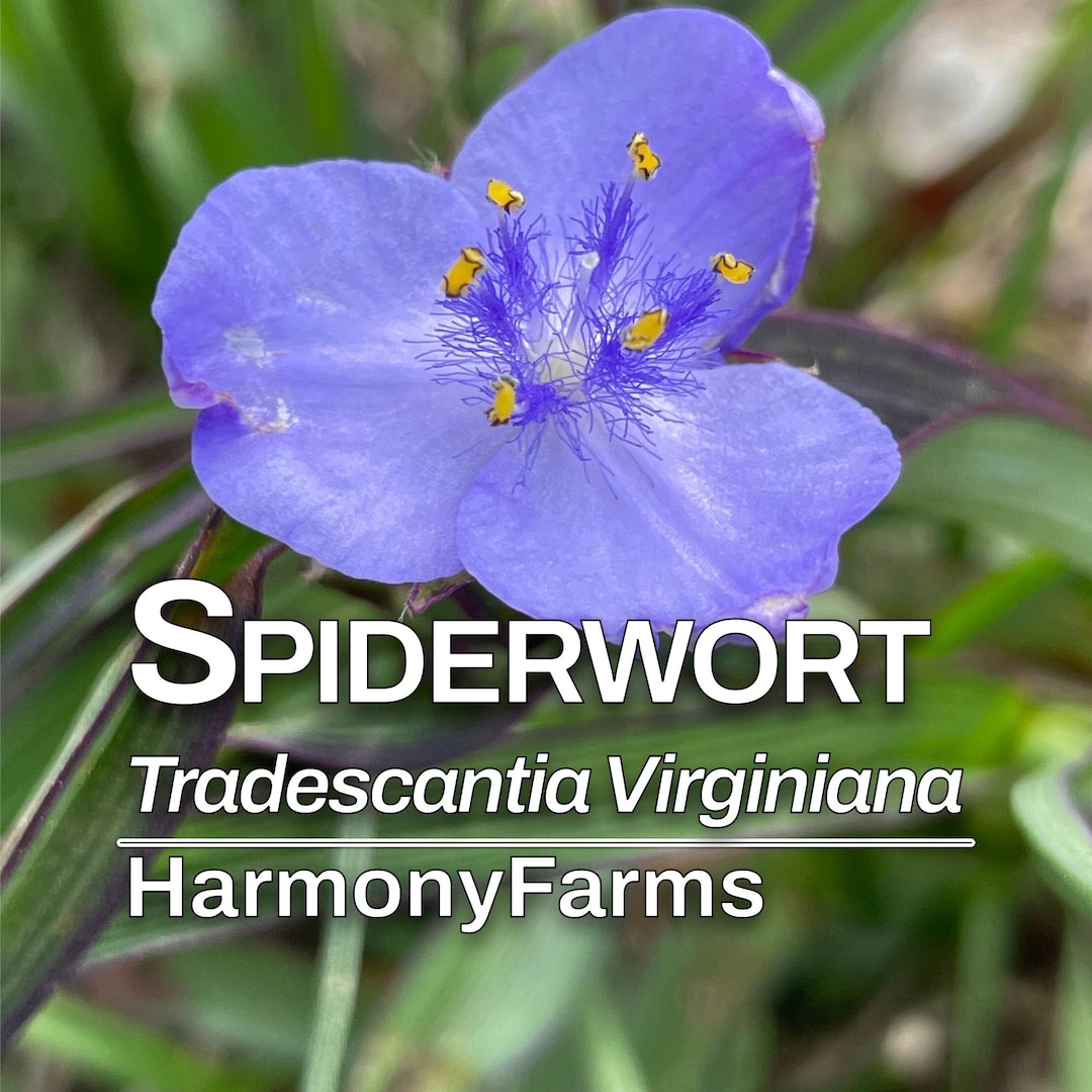 Spiderwort | Tradescantia Virginiana | Live Potted Plant - Etsy
