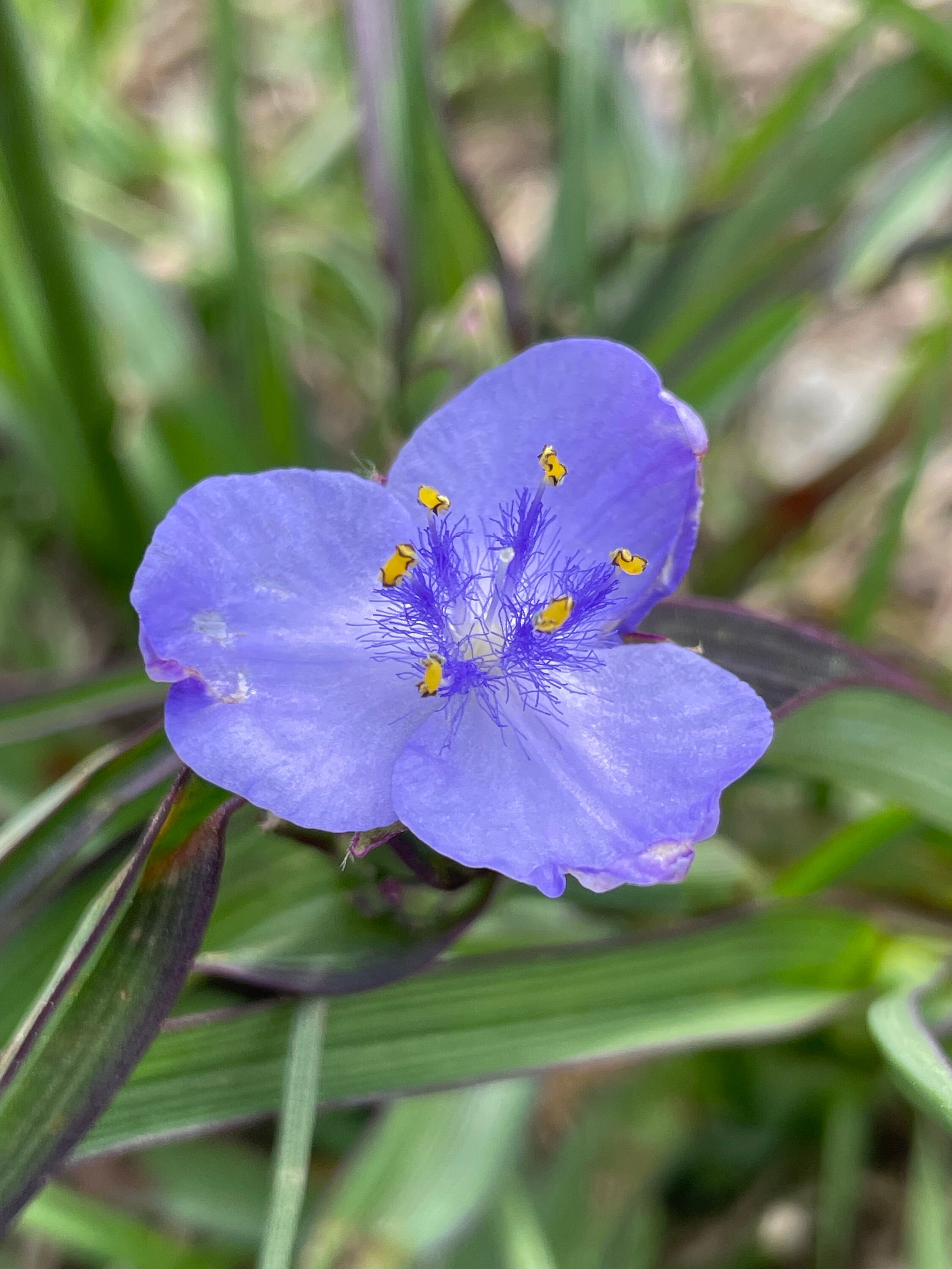 Spiderwort | Tradescantia Virginiana | Live Potted Plant - Etsy